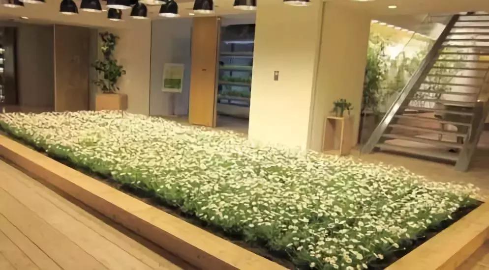 办公室里也能开挖掘机,办公室可以种葡萄