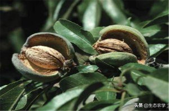 扁桃种植技术和管理,扁桃种植基地