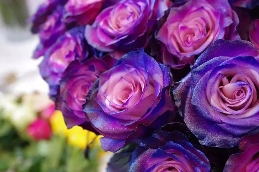 花店必备的5款玫瑰,鲜花图鉴一次性认识30种玫瑰花