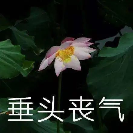 许家印120亿打造莲花形足球场,许家印恒大足球专业足球场