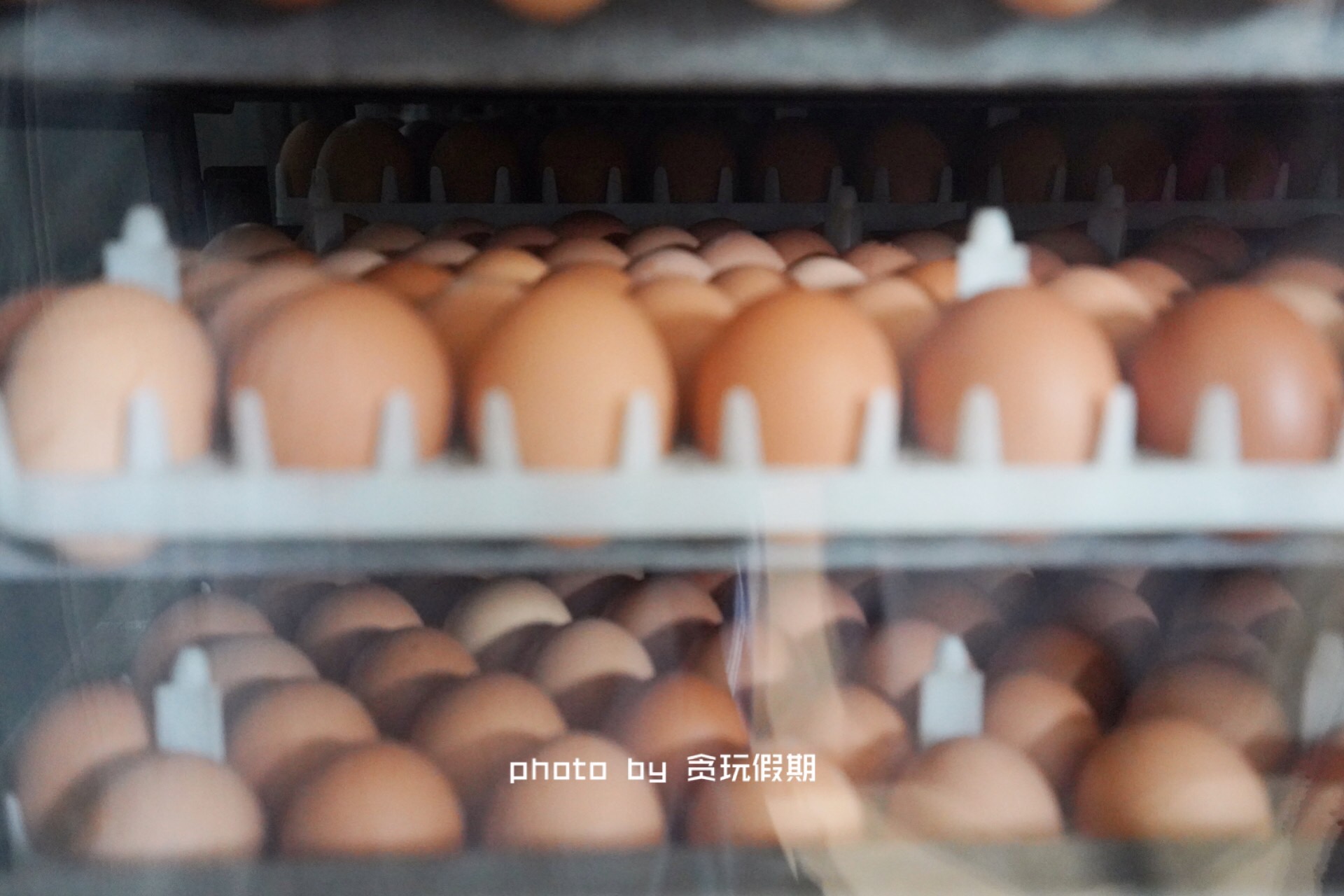 春节玩转西山温泉乐园,徐水大午农业观光园有什么好玩的