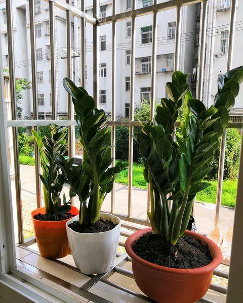 金钱树不好养,金钱树翻盆小土豆可以拔掉吗