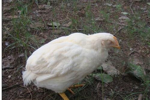 胃炎光吃不胖怎么治疗,胃炎光吃不排泄吃什么药