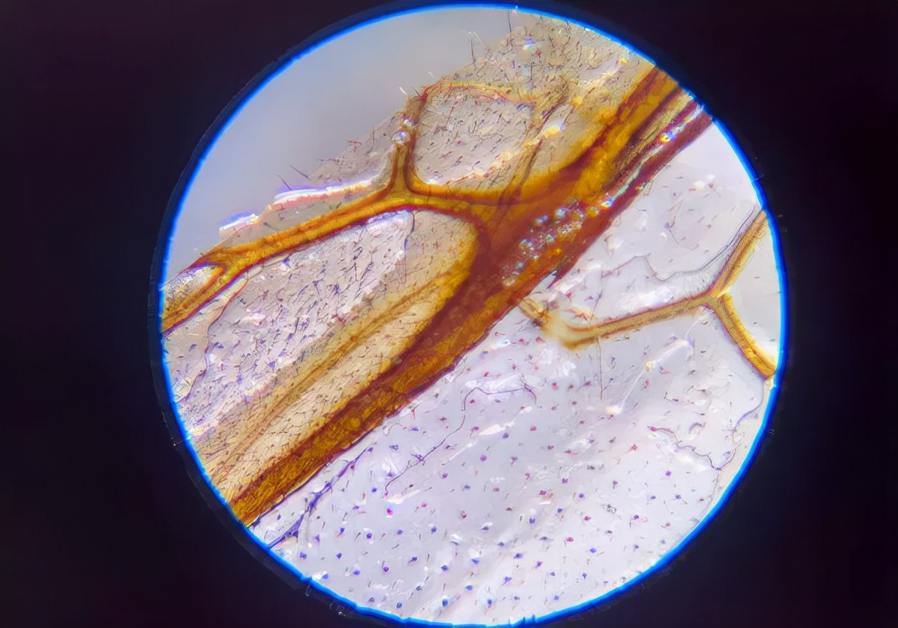 巴掌大的儿童显微镜，竟是NASA空间站望远镜的“弟弟”？