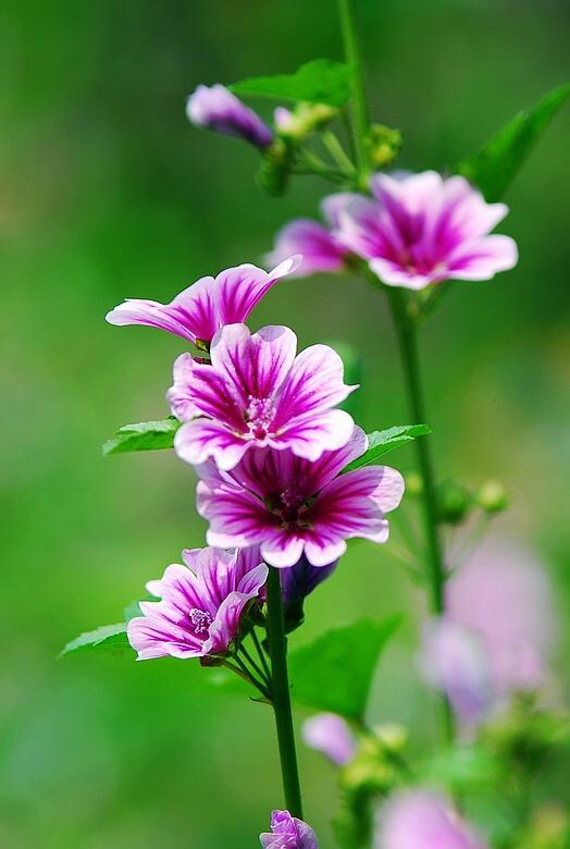 中药锦葵别名,中药锦葵图片