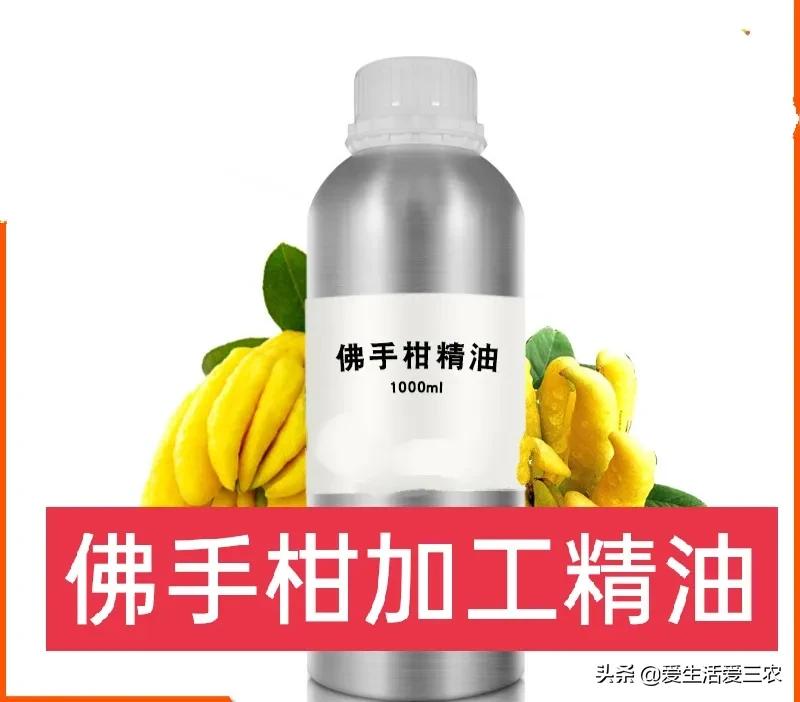 小青柑种植前景,种植佛手柑的经济效益