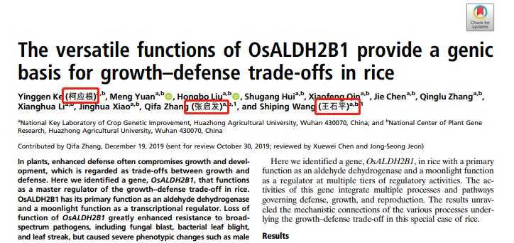 张启发的转基因水稻在啥地方种植,张启发院士谈转基因作物