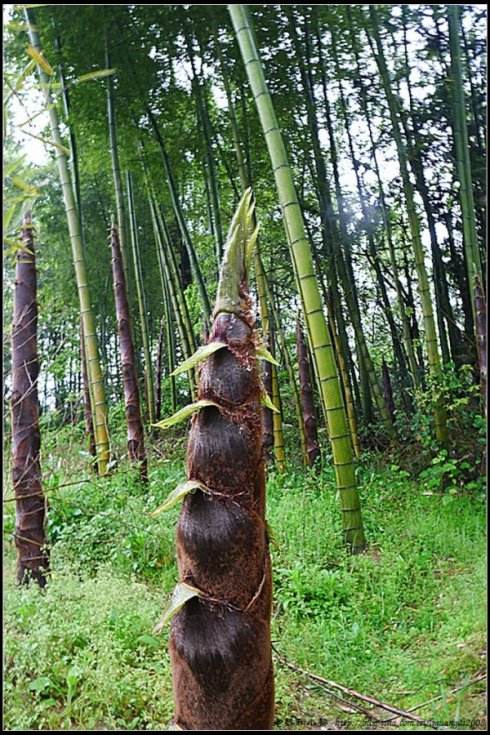 竹笋最著名的诗句,竹笋的诗句古诗带赏析