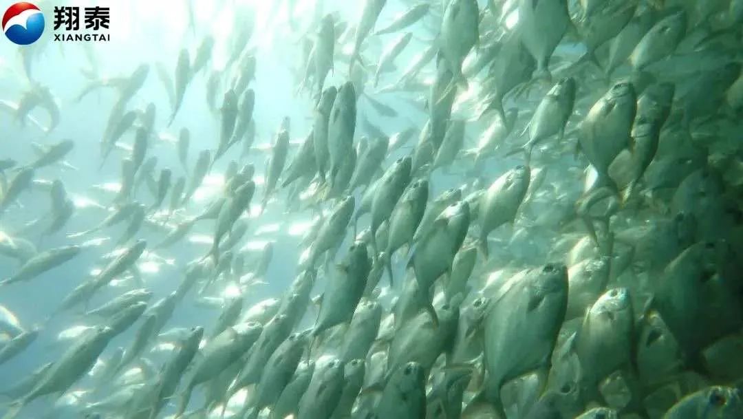 仅靠“两条鱼”，这位潮商白手起家缔造出二十亿年产值的渔业王国