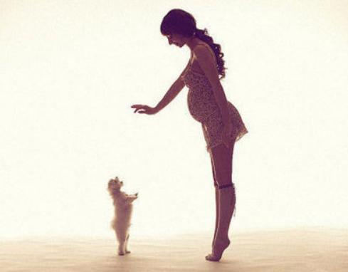 孕妇远离猫狗的原因,孕妇和孕妇之间的矛盾