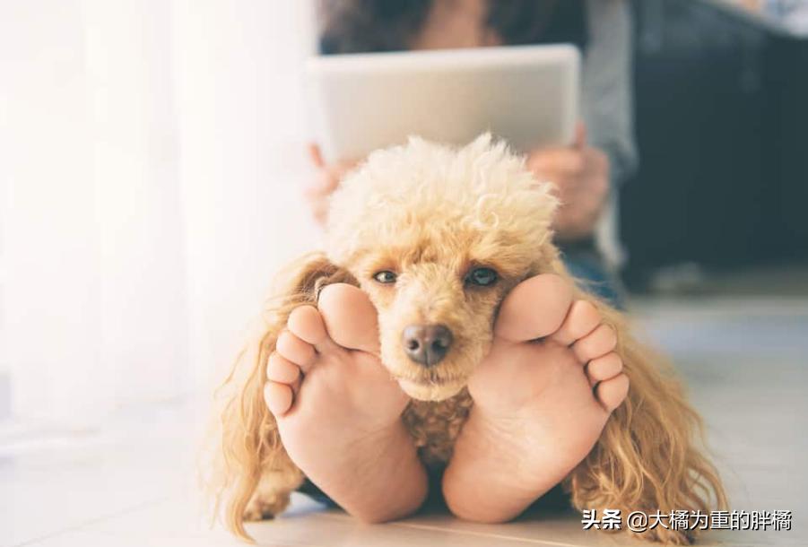舔了狗狗的舌头会怎么样,贵宾犬为什么不舔人