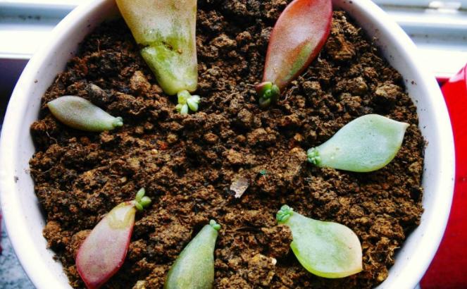 多肉叶子扦插的最佳方法,多肉叶子扦插怎么养才能长得快