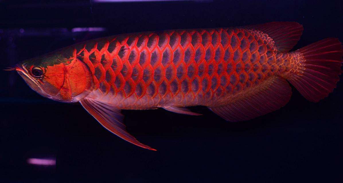 养龙鱼有什么风水讲究,风水龙鱼养几条比较好