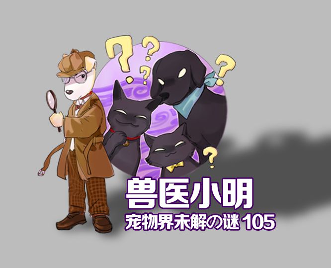 拉布拉多不为人知的“黑料”,为什么有黑色的拉布拉多