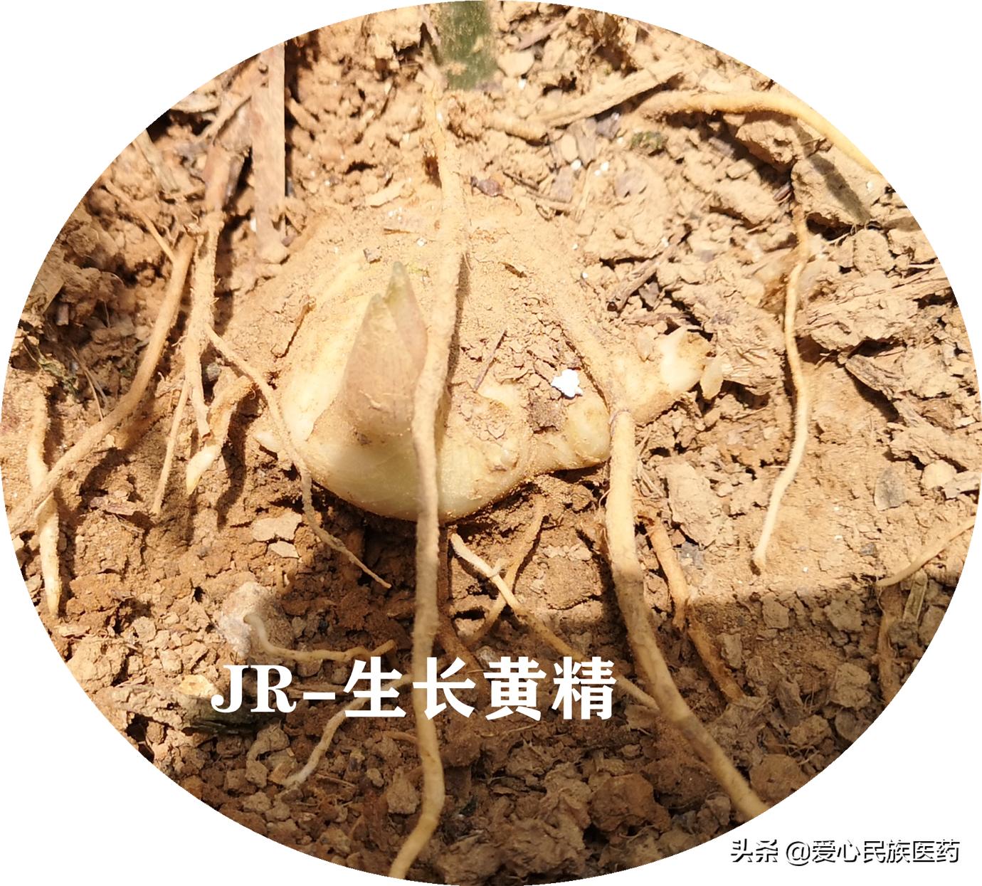 草药黄精的照片,什么草药叫黄精