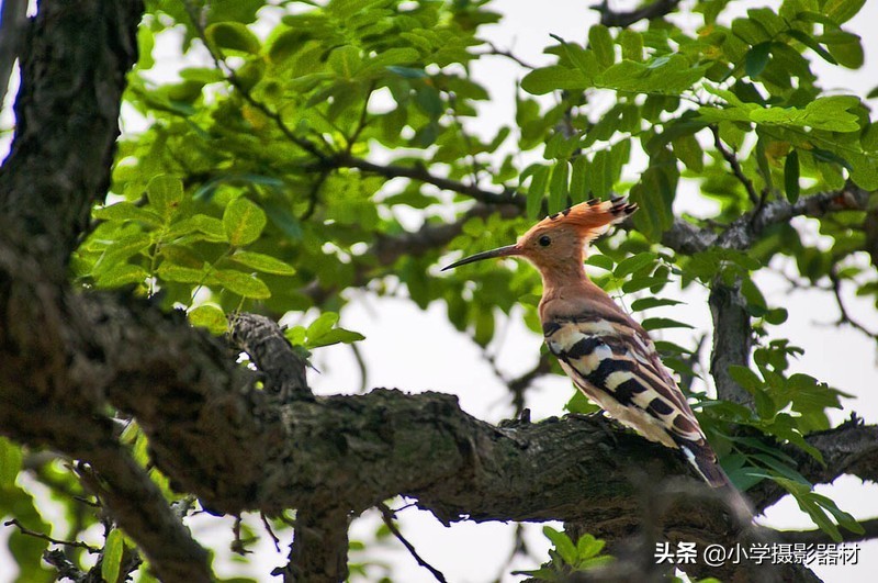 既能拍人像又能拍风景的镜头佳能,尼康80-400vr防抖全画幅镜头评测