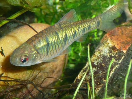 啥鱼不用加热棒也能养,用加热棒最好养的十款热带鱼