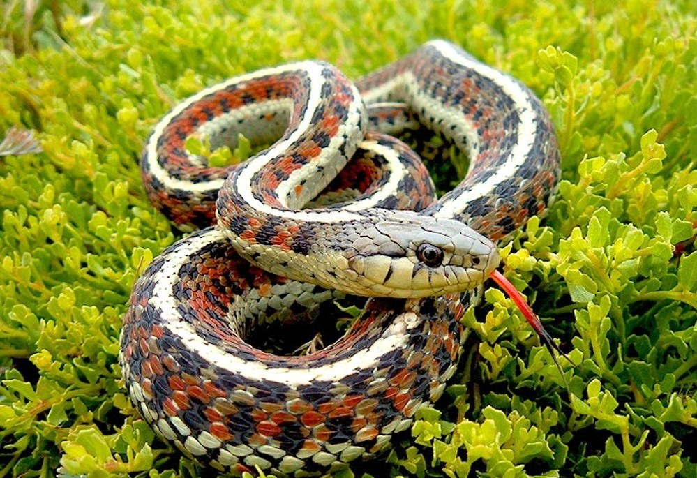 抓蛇高手徒手抓蛇,传说中的捉蛇高手徒手抓蛇