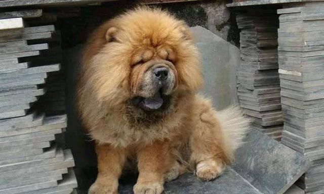 养一只松狮犬真实感受,松狮犬优点和缺点分析图