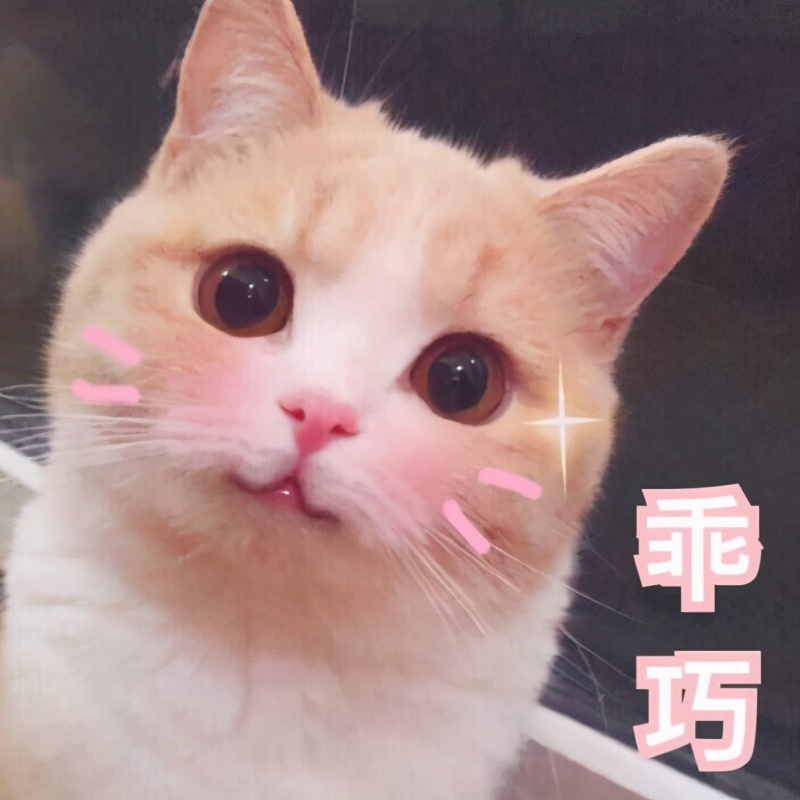 适合男生养的帅气的猫,最适合男生养的宠物猫品种