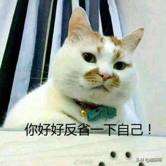 猫咪沾油怎么洗,如何洗猫咪粘毛的物品
