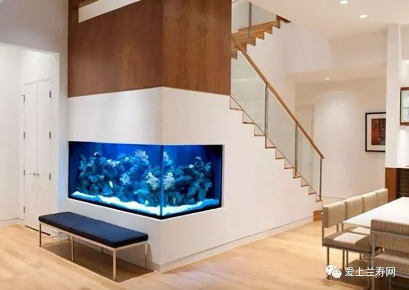 鱼缸五十种鱼,家庭鱼缸养什么鱼更容易存活