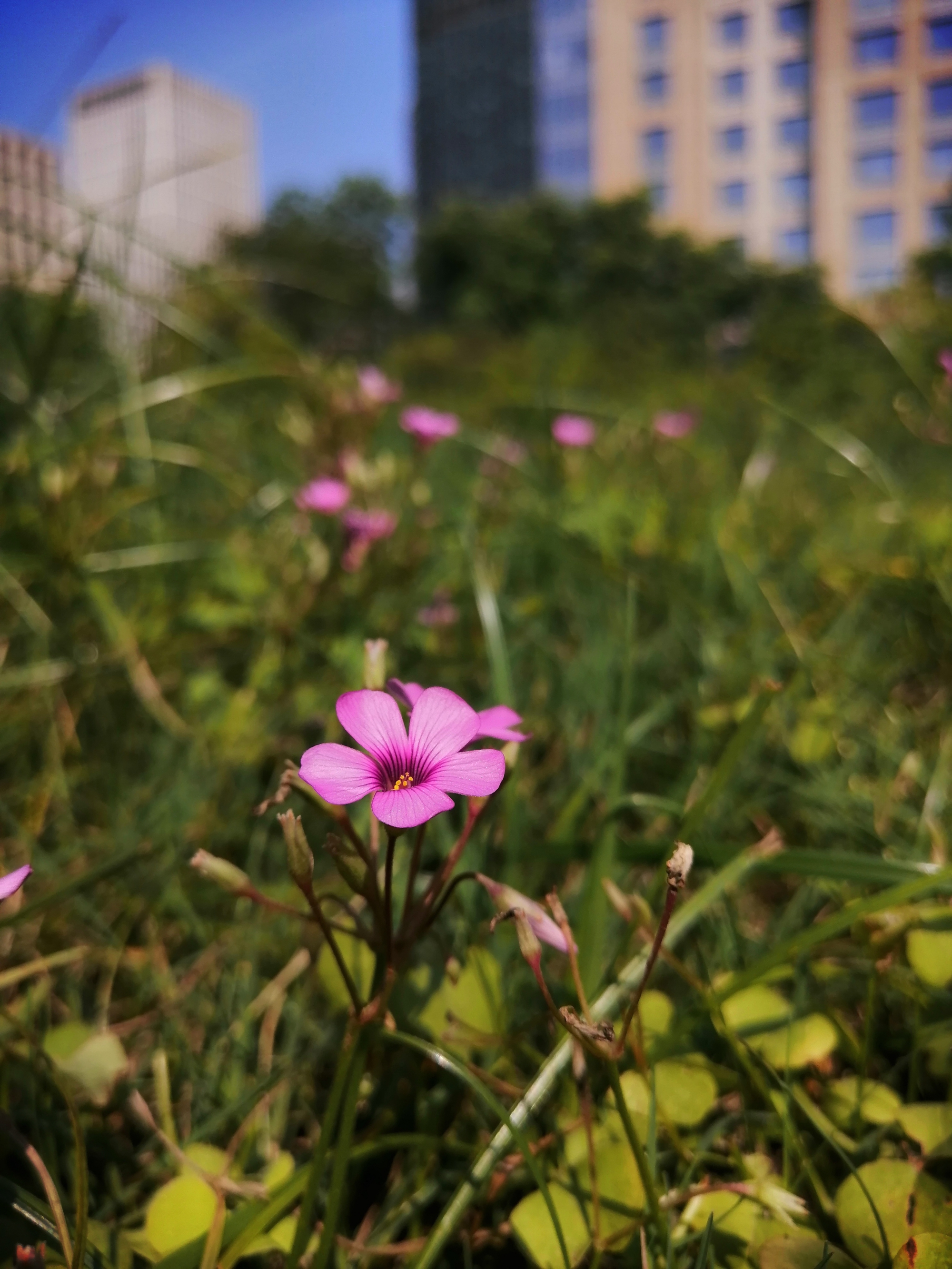 华为麦芒8优点,华为麦芒8的优点