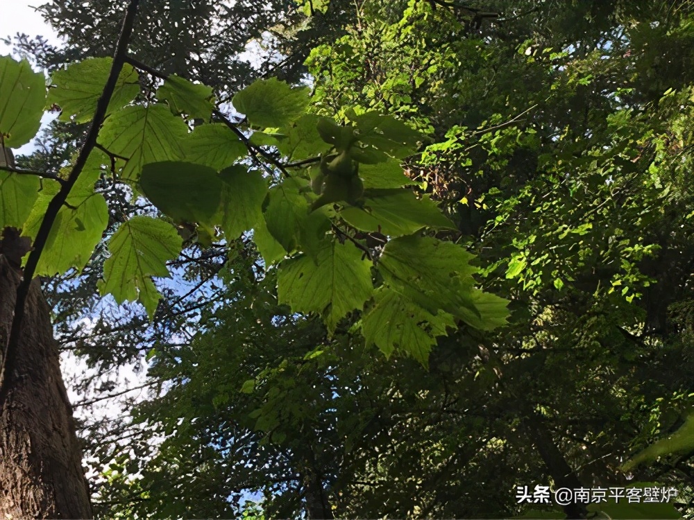 真火壁炉适合什么木材,真火壁炉燃料