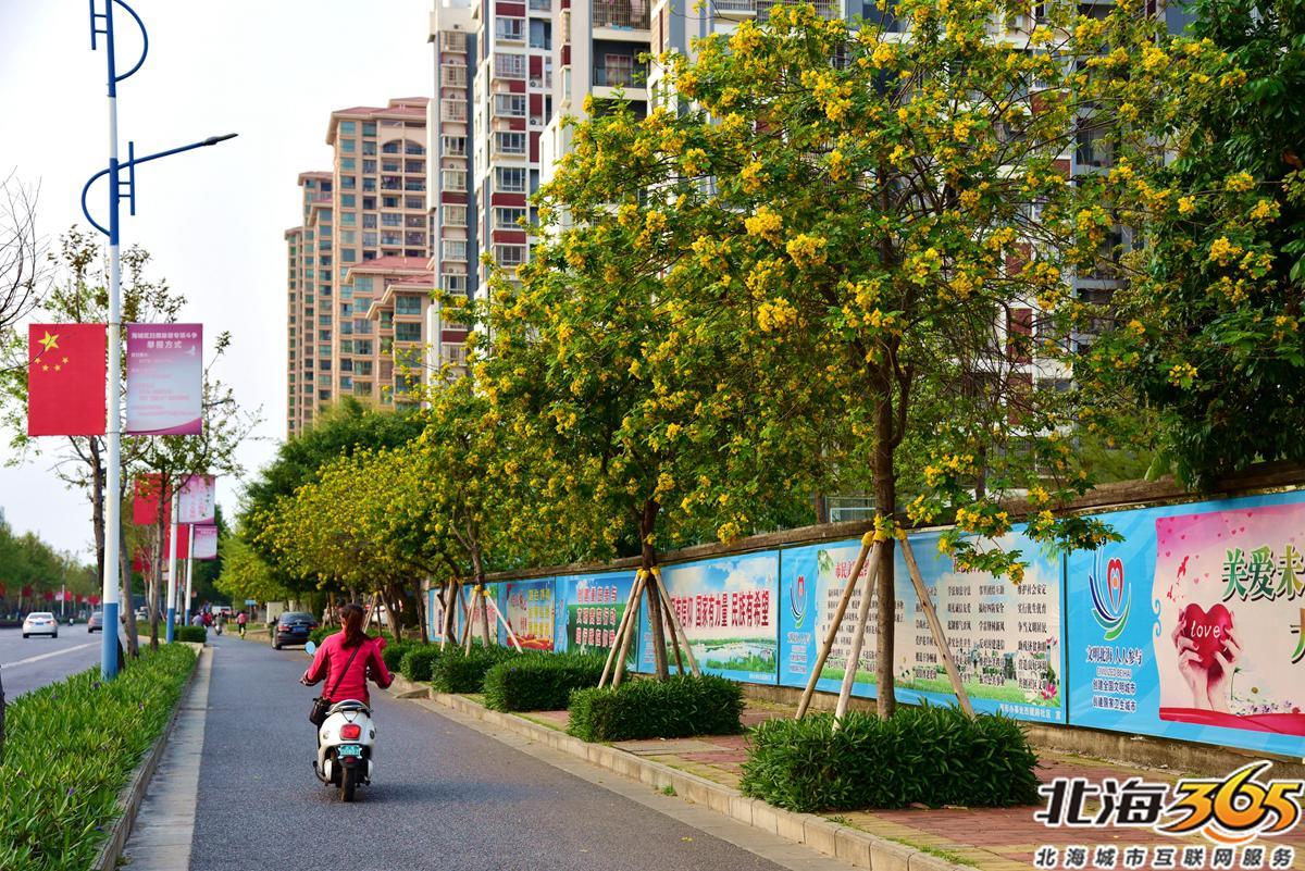 「多图」春天来了!北海街头的三角梅、黄花风铃开得好艳