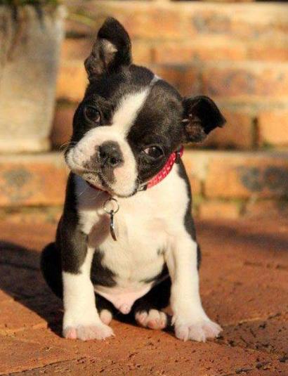 小狗拉稀流鼻涕不吃东西什么原因,小狗为什么容易流眼泪