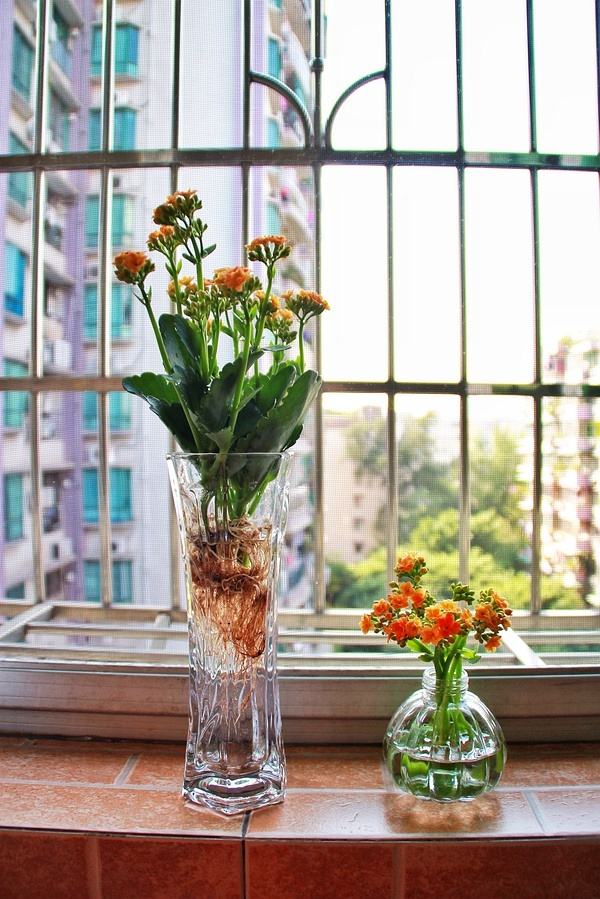 最适合懒人水培的植物,有哪些植物是水培的好看且易养