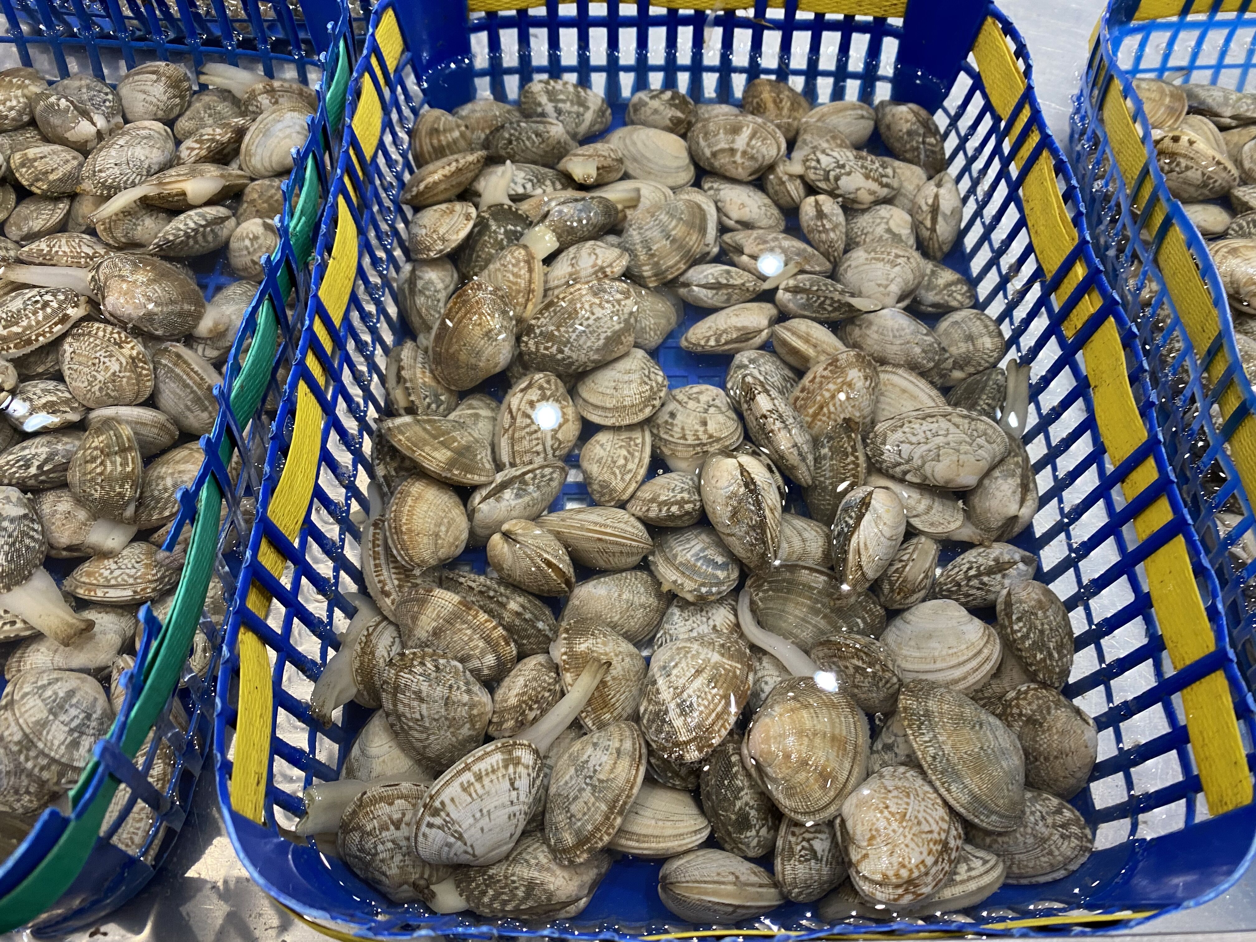 洗花蛤用什么方法,洗花蛤妙招用酒洗