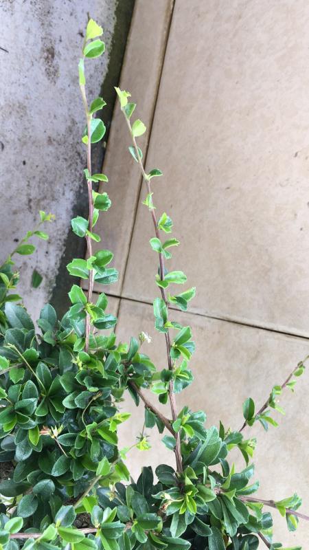 苹果盆景修剪技巧图解,新手也能学会的修剪盆景技巧