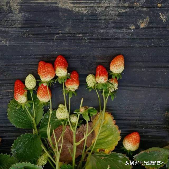 手机摄影创作后期教程,手机摄影的光影技术