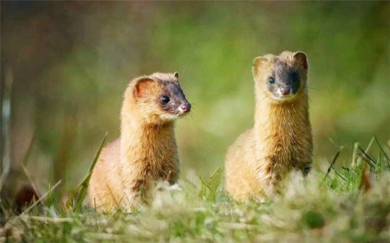 为什么黄鼠狼不可以吃鸡蛋,李时珍为什么不吃黄鼠狼呢