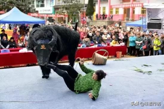 石柱斗牛表演,重庆市石柱斗牛杂技舞狮艺术团