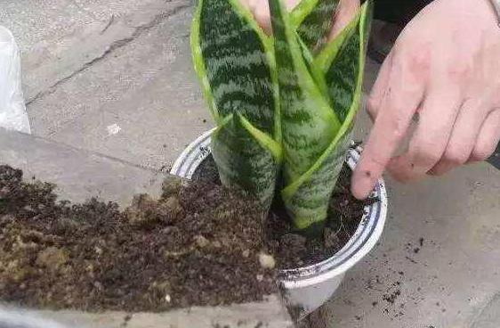 养花的土怎么才能改善酸性土壤,想要土壤疏松透气加什么