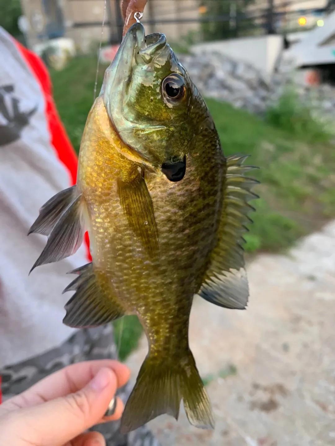 现在可以去枫叶国吗,枫叶国的真实生活