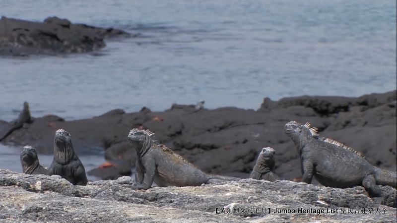 世界上最长寿的象龟多少岁,迄今发现最长寿的龟