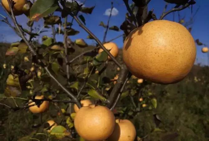 前景最好的梨树品种晚秋黄梨,泌阳晚秋黄梨