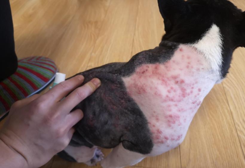 狗狗吃盐分过多会怎么样,狗狗摄入过多油脂会怎么样