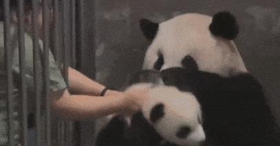 怀孕了还是想养猫猫狗狗怎么办？华西专家：可以养，但绝不能随便养！