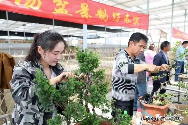 女盆景师丁昕,丁昕盆景