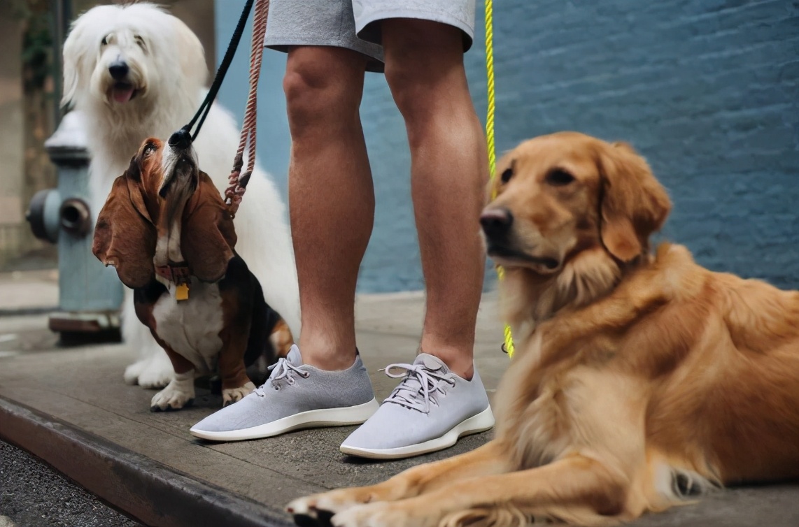 真铲屎官出门遛狗正确方式,为什么铲屎官不建议养狗