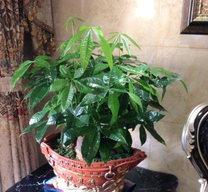 春节寓意最好的花,春节必买的5种花