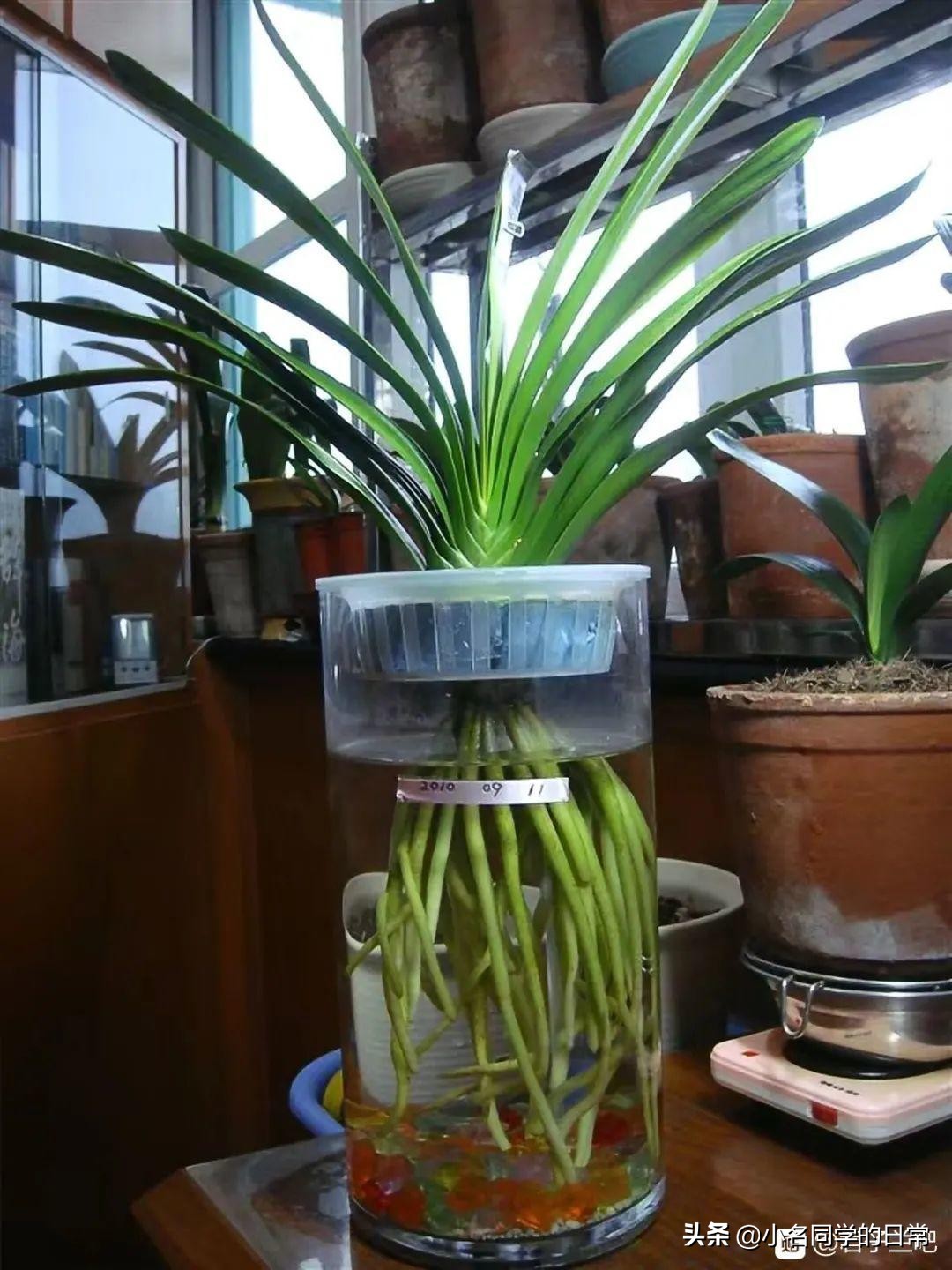 水里加点碳，根系壮得撑破盆，长出满盆萝卜根