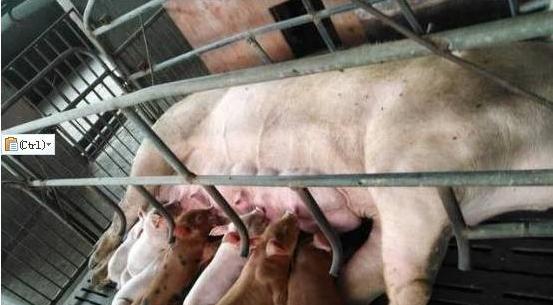 地塞米松在猪场使用注意事项,地塞米松在养猪中的妙用
