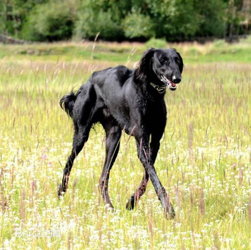 养了一只哮天犬,哮天犬是一条好狗吗