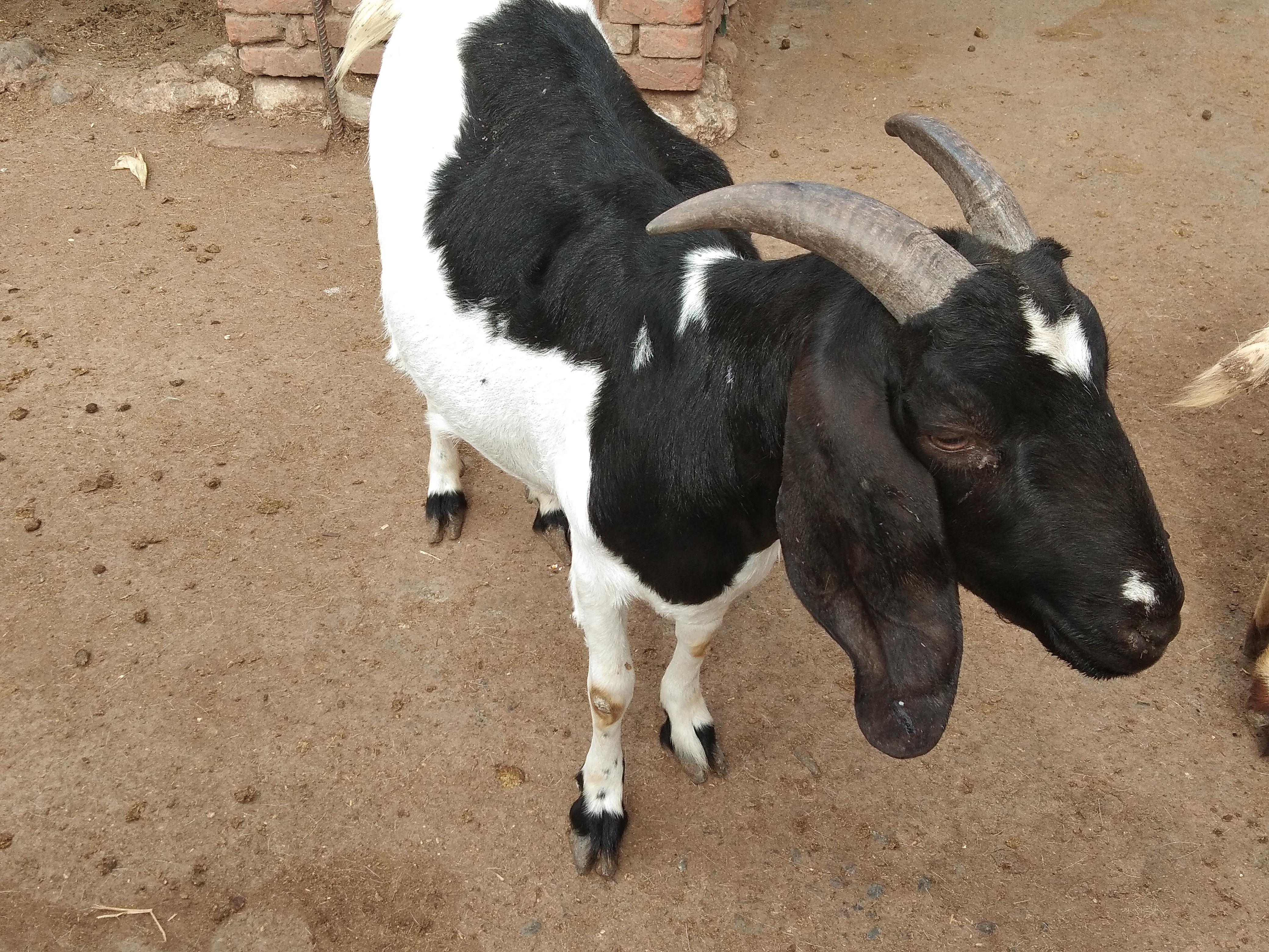 养羊拉稀怎么治和预防,小羊拉稀喂什么最好