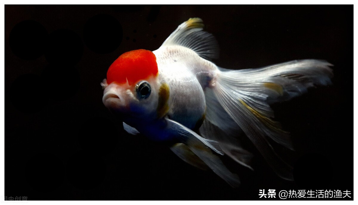 金鱼体表出血粘液过多不进食,金鱼出血最快治疗方法